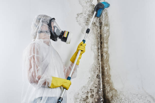 Best Kitchen Mold Remediation in Bismarck, MO