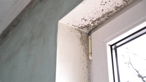 Best Bathroom Mold Remediation in Bismarck, MO