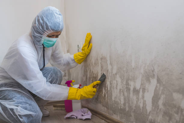 Professional Mold Remediation in Bismarck, MO