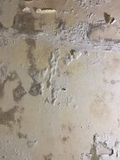 Best Insurance-Related Mold Remediation in Bismarck, MO