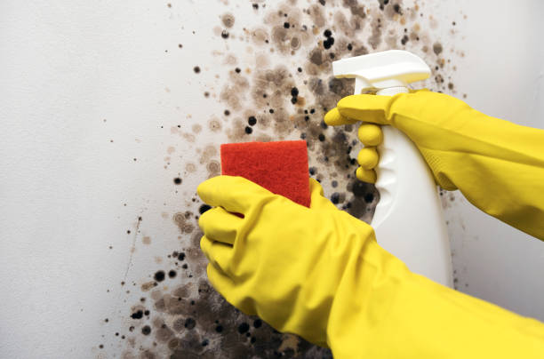 Best Commercial Mold Remediation in Bismarck, MO