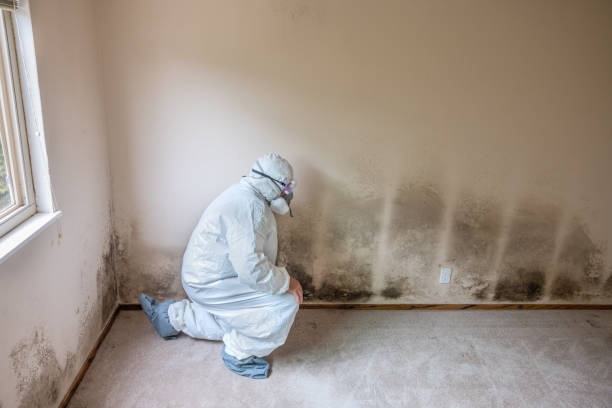 Best White Mold Remediation in Bismarck, MO