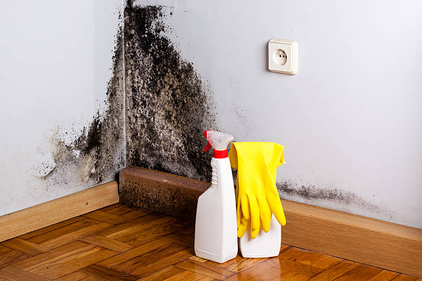 Best Attic Mold Remediation in Bismarck, MO